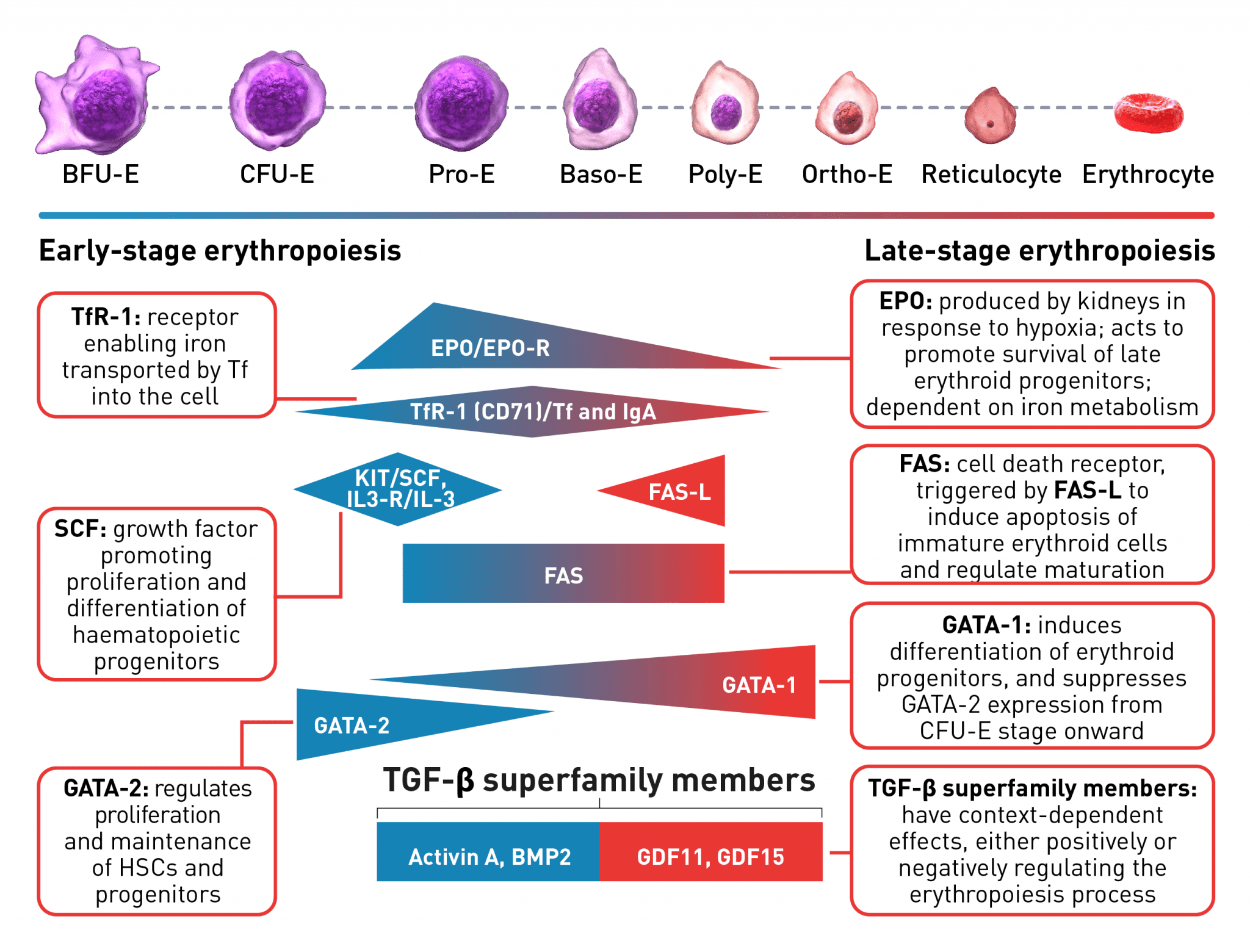 p2 fig